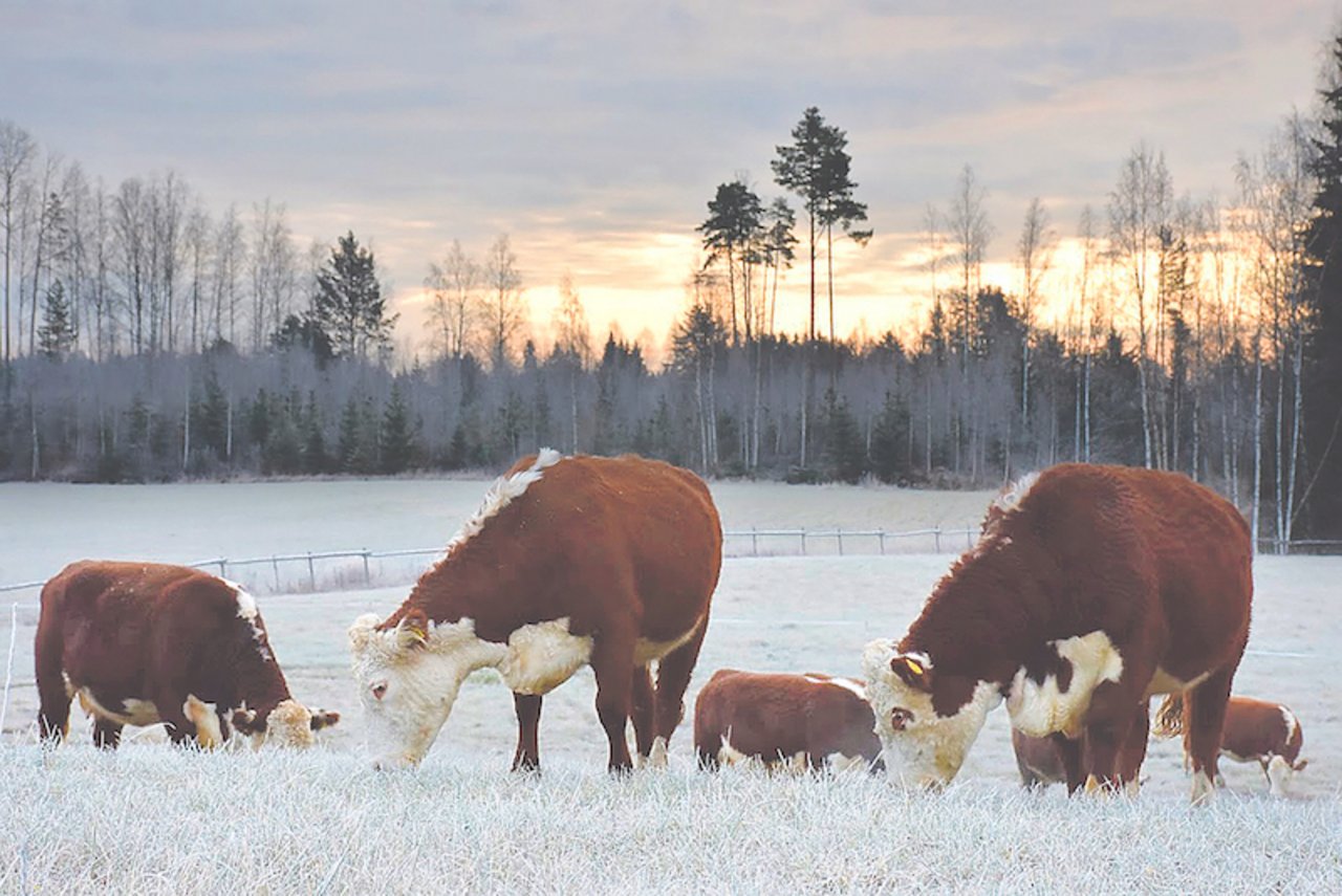 Johanna Jahkolas Hereford-Rinder bleiben das gesamte Jahr über auf der Weide – auch wenn die Wintersonne nur noch fünf Stunden am Tag den Rücken der Tiere wärmt. (Bild Johanna Jahkola)