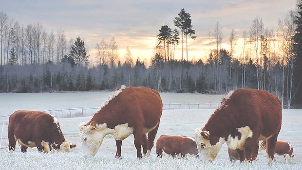 Johanna Jahkolas Hereford-Rinder bleiben das gesamte Jahr über auf der Weide – auch wenn die Wintersonne nur noch fünf Stunden am Tag den Rücken der Tiere wärmt. (Bild Johanna Jahkola)