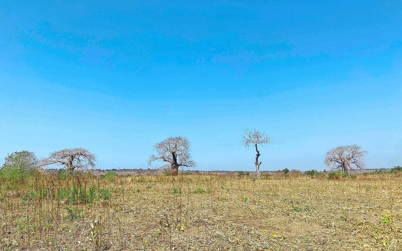 Die Affenbrotbäume gelten als magisch und heilig. Inmitten der während der Dürrezeit kargen Landschaft sehen sie entsprechend imposant aus.