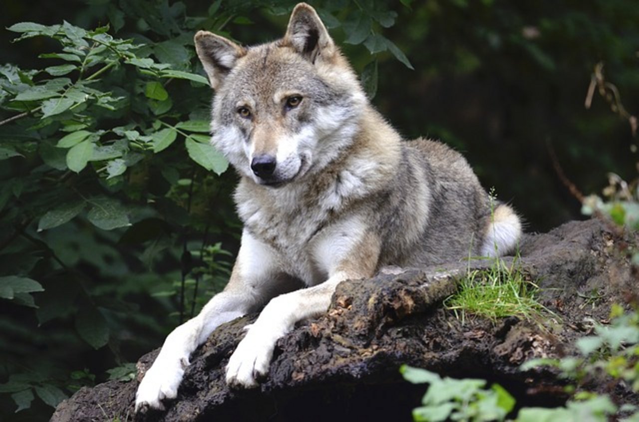 Wolf oder Hund? Mischlinge aus beidem, werden laut Jagdgesetz eliminiert, um den Artenschutz willen. (Symbolbid Pixabay)