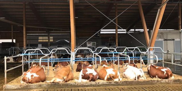 Im neuen Läger liegt es sich gut. (Bild sb)