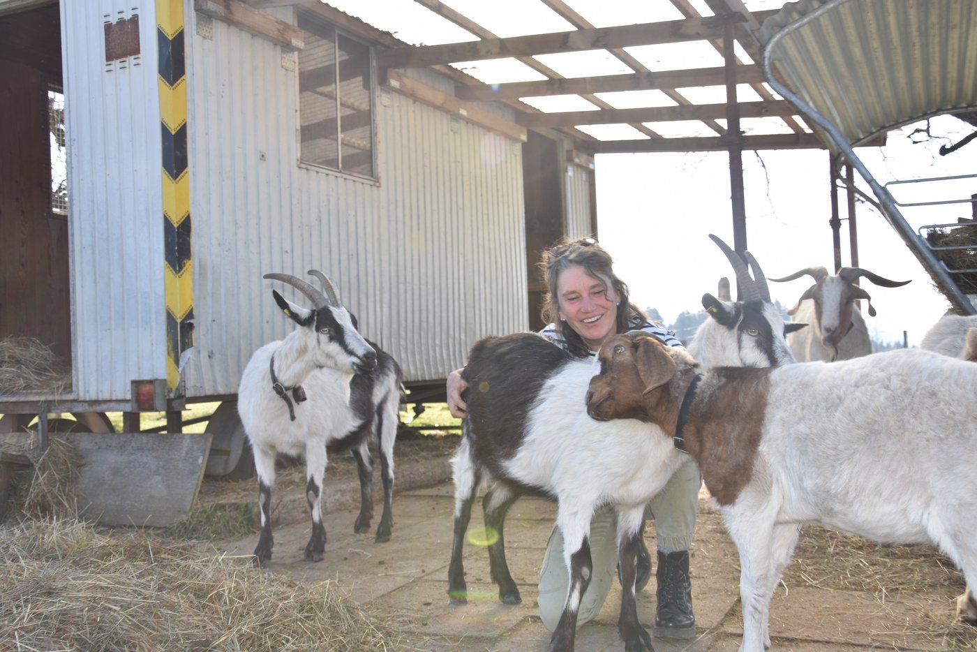 Den Pfauen- und Burenziegen auf dem Betrieb von Gabriela und Markus Gfeller gehts gut. «Sie sind gwundrige Wesen», sagt die Bäuerin. (Bild BauernZeitung/sjh). 