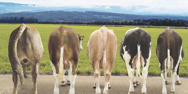 Munis nach CH-Tax aufgestellt. Links der vollfleischigste, rechts der leerfleischigste. Auf dem nächsten Bild die entsprechenden Schlachtkörper am Haken. (Bilder Proviande)