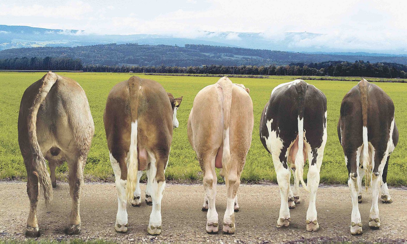 Munis nach CH-Tax aufgestellt. Links der vollfleischigste, rechts der leerfleischigste. Auf dem nächsten Bild die entsprechenden Schlachtkörper am Haken. (Bilder Proviande)