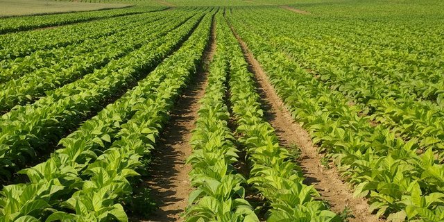 Der Tabak-Anbau soll weiterhin unterstützt werden. (Bild Laurent Thierrin/landwirtschaft.ch)