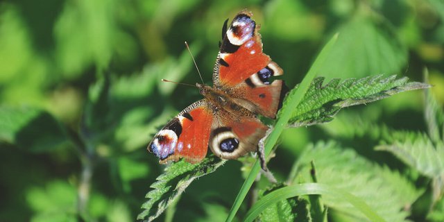 Brennesseln ziehen Schmetterlinge an, wie hier das Tagpfauenauge. 