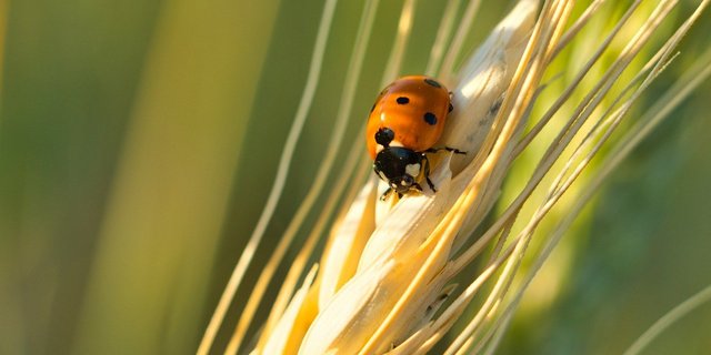 Die Bedingungen für die mechanische Unkrautbekämpfung waren in der letzten Getreidesaison gut, was den Anbau ohne Pflanzenschutzmittel begünstigte. (Bild Anrita170 / Pixabay)