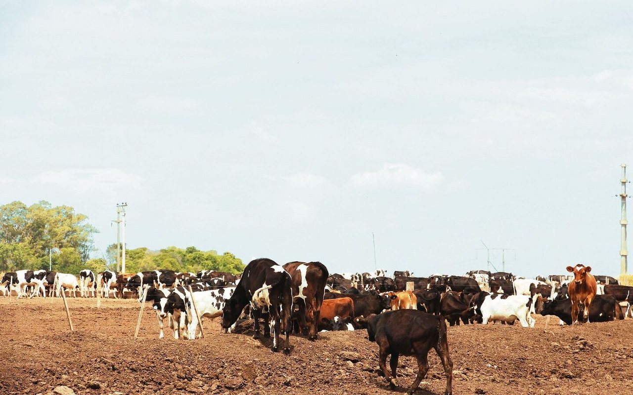 Statt auf der Grasland-Pampa wird das Vieh in Argentinien zunehmend auf Mastplätzen (Feedlots) gemästet.