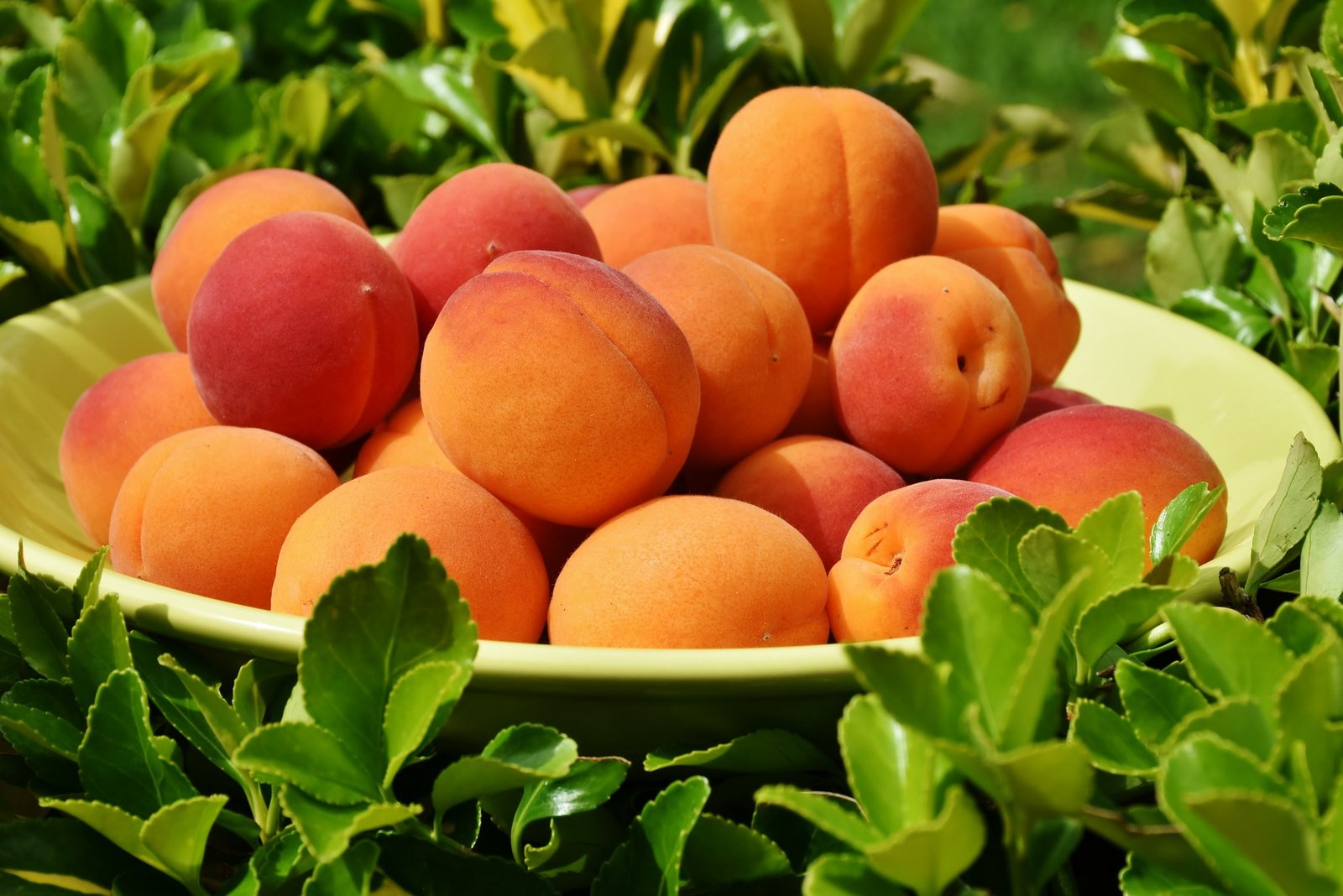 SOV: Die Ernte der Walliser Aprikosen beginnt zwei Wochen früher ...