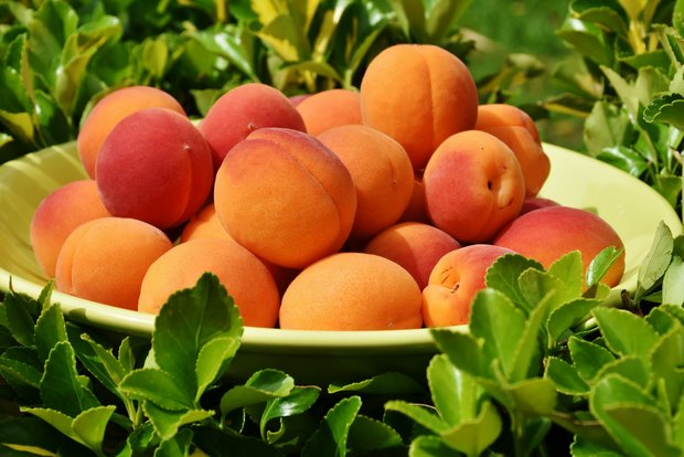 In den nächsten Wochen sollen schätzungsweise 7600 Tonnen Aprikosen in den Verkauf gelangen. (Bild pixabay)