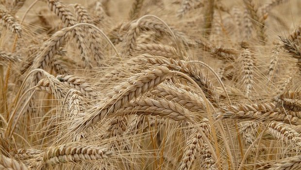 Deutschland erwartet solide Getreideernte. (Bild pixabay)