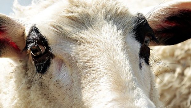 Trotz einer Schnellbremsung wurde ein Schaf bei der Kollision mit dem Zug getötet. (Symbolbild Pixabay)