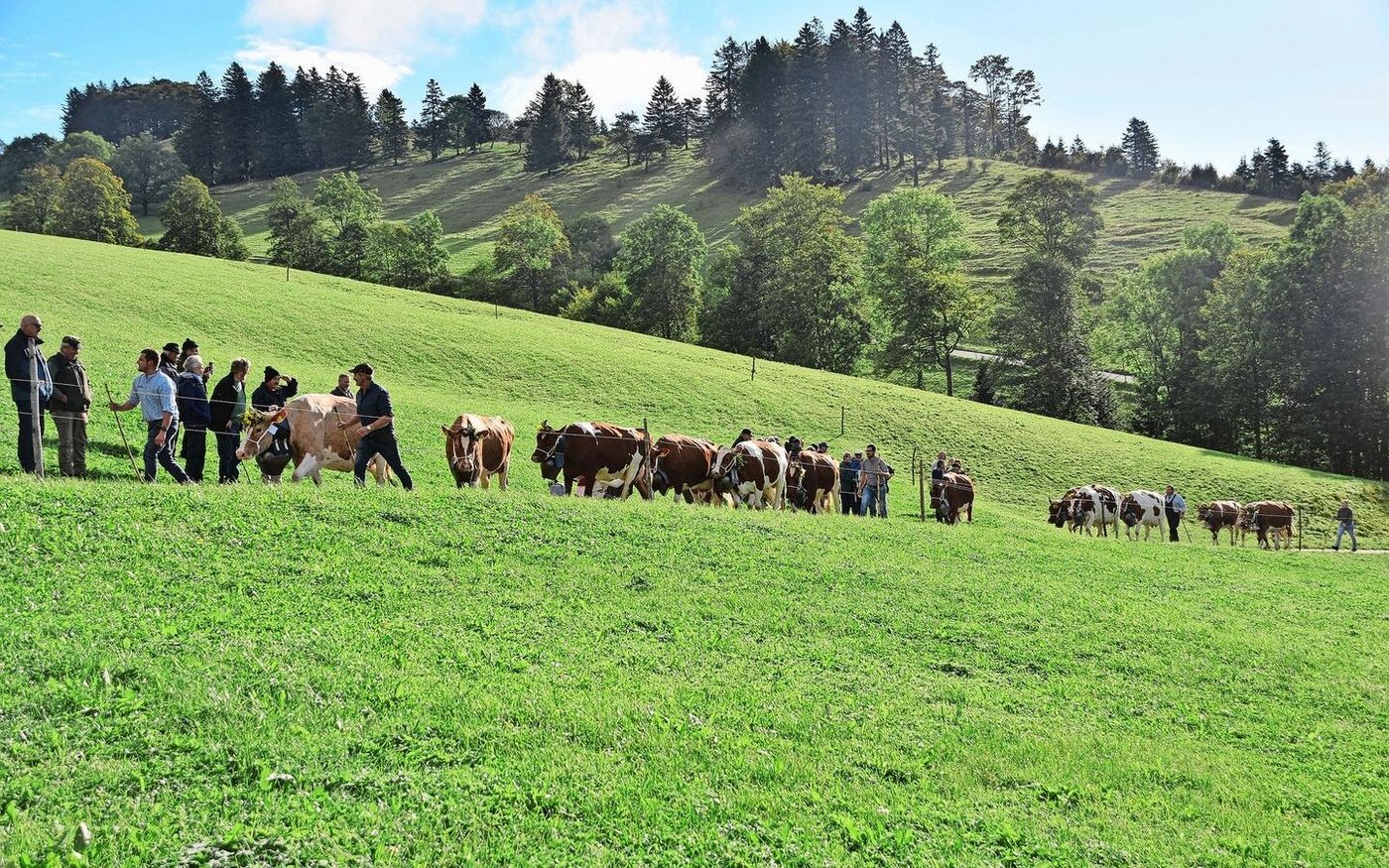 Obwohl die Viehschau auf ihrem Betrieb stattfand, liess es sich die Familie Paul Lisser nicht nehmen, auch mit ihren Tieren aufzufahren.  