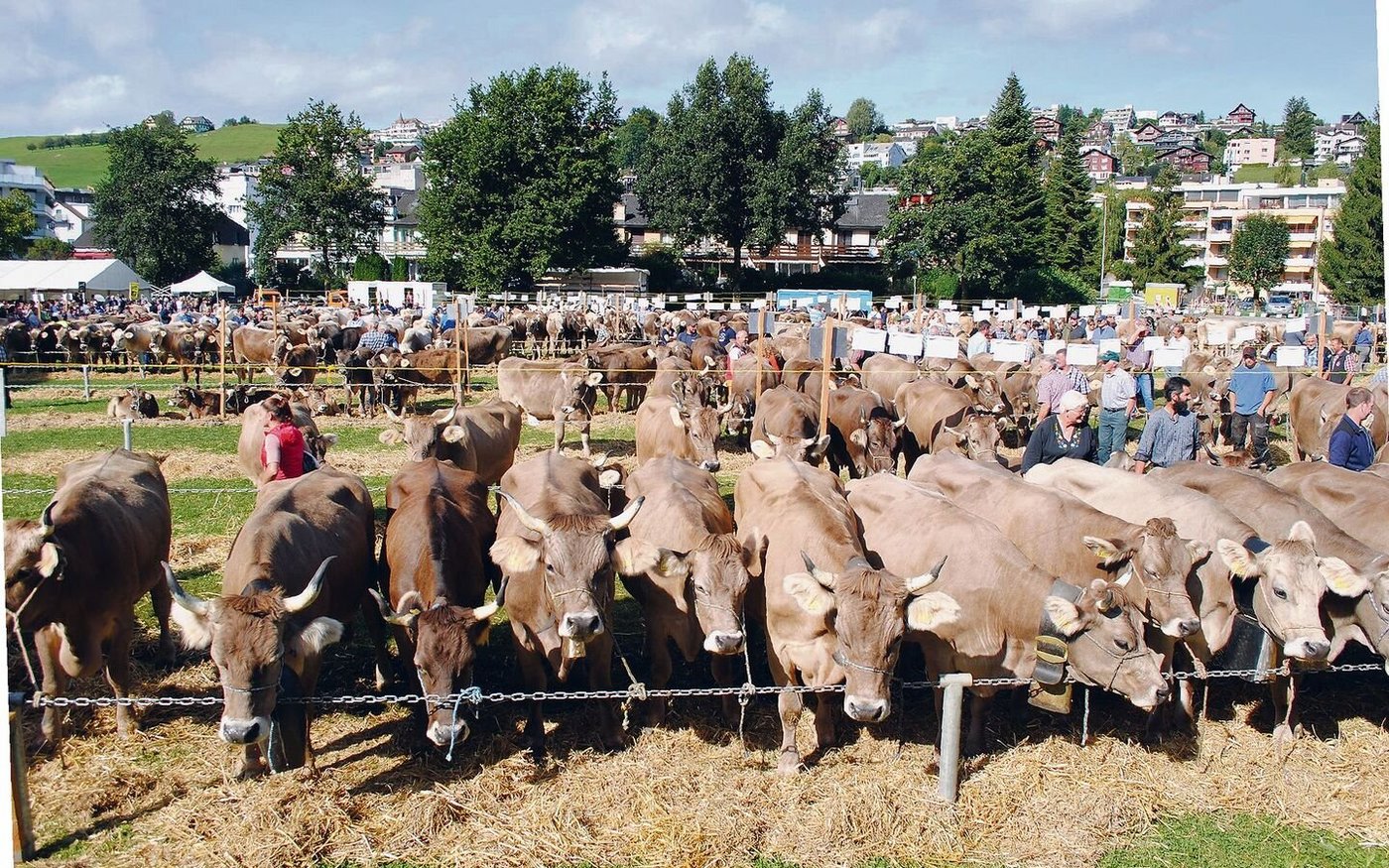 Gepflegt, fit und halfterzahm: So dürfen sich Kühe in der Öffentlichkeit sehen lassen, wie hier auf dem Schauplatz in Küssnacht.