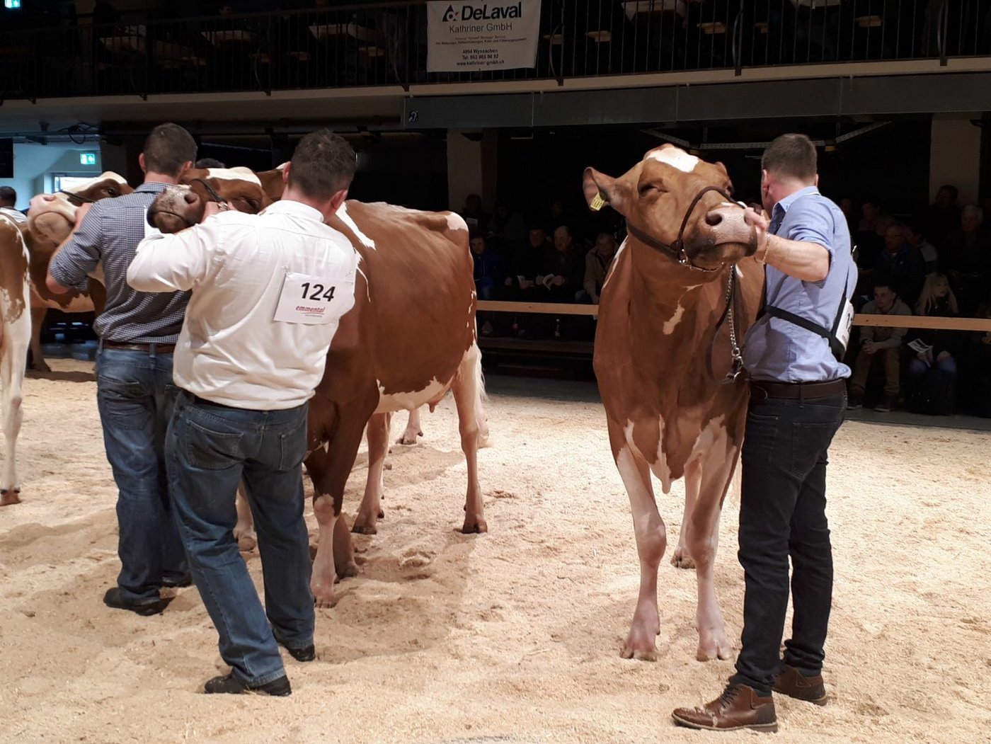 Die RH-Kühe, die sich in Position bringen.