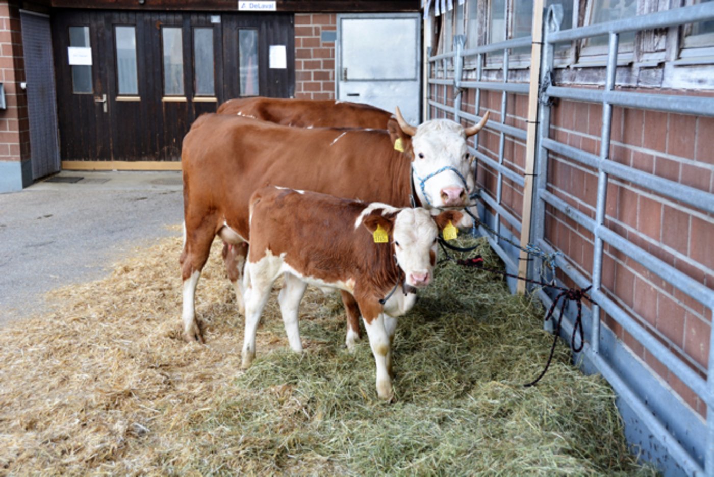 Diese Mutterkuh mit Kalb gehört Kaspar Luchsinger, Engi GL.