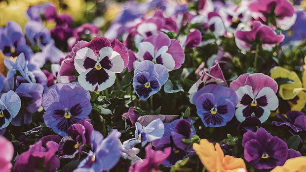 Stiefmütterchen gibt es in vielen Farbnuancen. Sie bringen früh im Jahr Farbe in den Garten. 