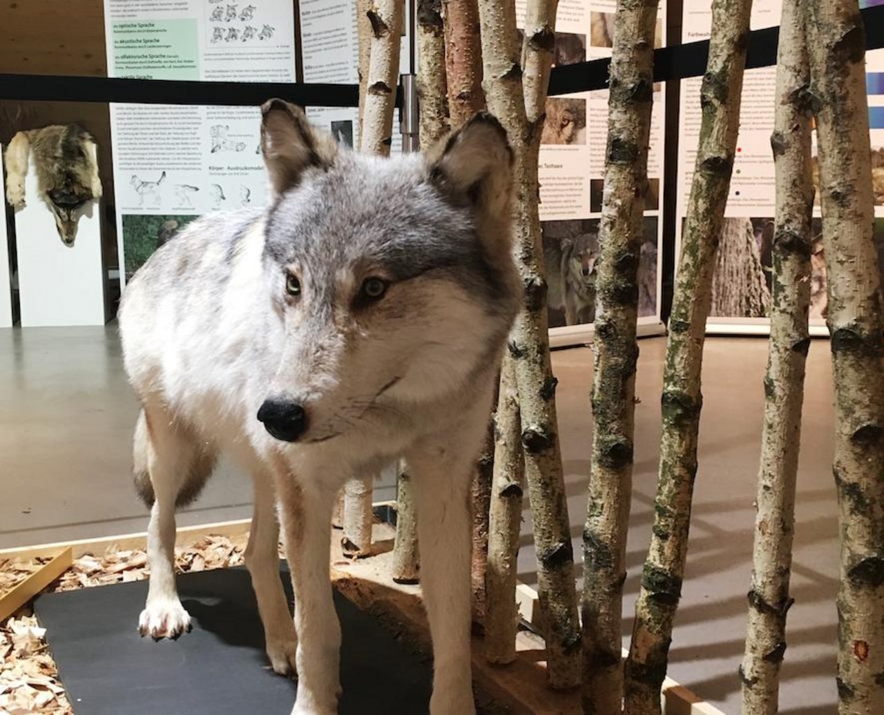 Die Ausstellung soll Unwarheiten und Unsicherheiten zum Thema Wolf klären. (Bild z.V.g.)