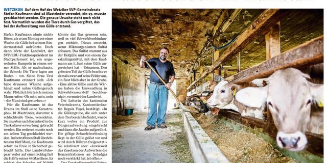 «Massensterben im Munistall»: So berichtet der «Zürcher Oberländer» über das Drama im Stall von Stefan Kaufmann. (Bild Ausriss Zürcher Oberländer)