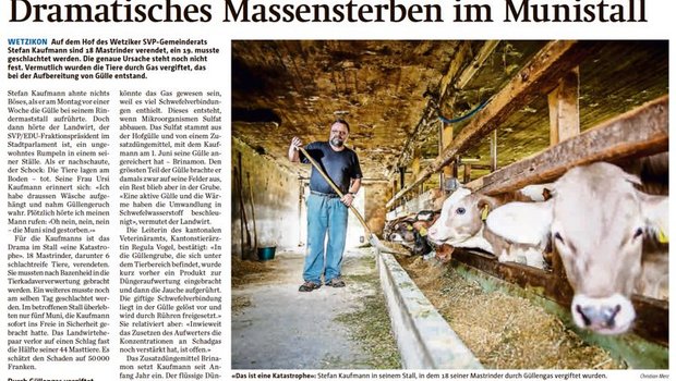 «Massensterben im Munistall»: So berichtet der «Zürcher Oberländer» über das Drama im Stall von Stefan Kaufmann. (Bild Ausriss Zürcher Oberländer)