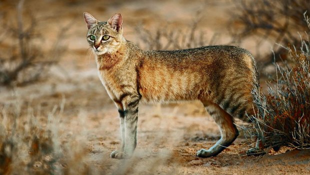 Die Afrikanische Wildkatze, hier die südliche Form in der Kalahari-Wüste in Namibia, ist die Stammform der Hauskatze.