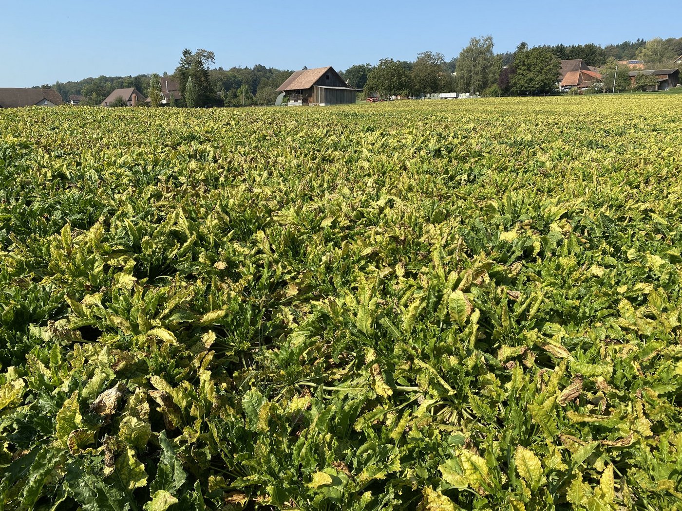 Die Viröse Vergilbung hat den Rübenanbau fest im Griff. Um die Pflanzer zu unterstützen, hat die Branche eine «neutrale Zone» festgelegt, in der es keine Abzüge gibt. (Bild ke)