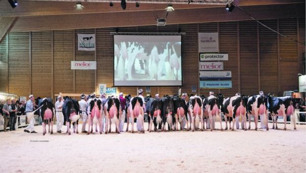 Die Expo Bulle, die Nationalschau der Holstein und Red Holstein, sei wegen der erhöhten Zahl der BVD-Fälle im Kanton Freiburg nicht gefährdet. (Bild Christine Massfeller)