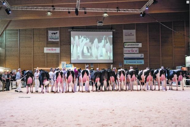 Die Expo Bulle, die Nationalschau der Holstein und Red Holstein, sei wegen der erhöhten Zahl der BVD-Fälle im Kanton Freiburg nicht gefährdet. (Bild Christine Massfeller)