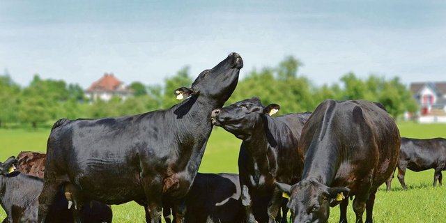 Migros auf Kuschelkurs? Label-Produzenten wie jene von Swiss Black Angus scheinen im Ladengestell trotz Effizienzprogramm nichts befürchten zu müssen. 