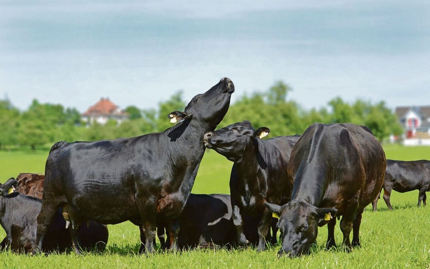 Migros auf Kuschelkurs? Label-Produzenten wie jene von Swiss Black Angus scheinen im Ladengestell trotz Effizienzprogramm nichts befürchten zu müssen. 