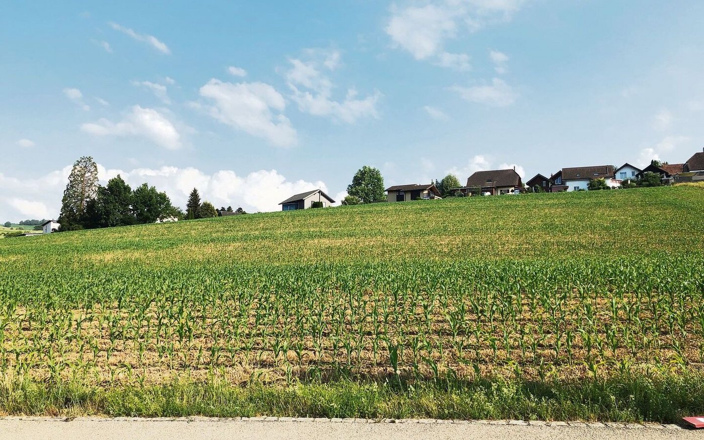 Wie lichtes Haar auf dem Kopf wirkt dieser Mais hier auf dem Feld. Eine Folge der schlechten Saatbedingungen von diesem Frühling.