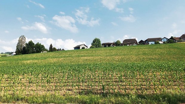 Wie lichtes Haar auf dem Kopf wirkt dieser Mais hier auf dem Feld. Eine Folge der schlechten Saatbedingungen von diesem Frühling.