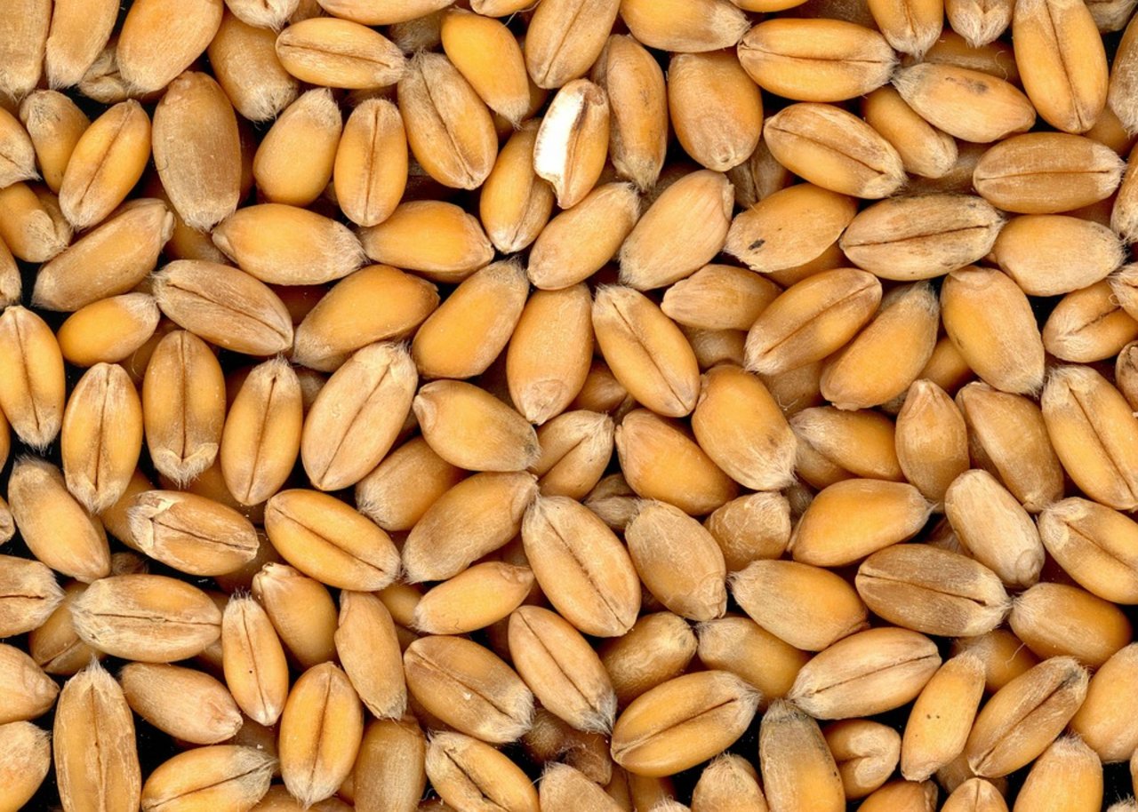 Beim Weizen wird weltweit eine Rekordernte erwartet. (Bild Pixabay)