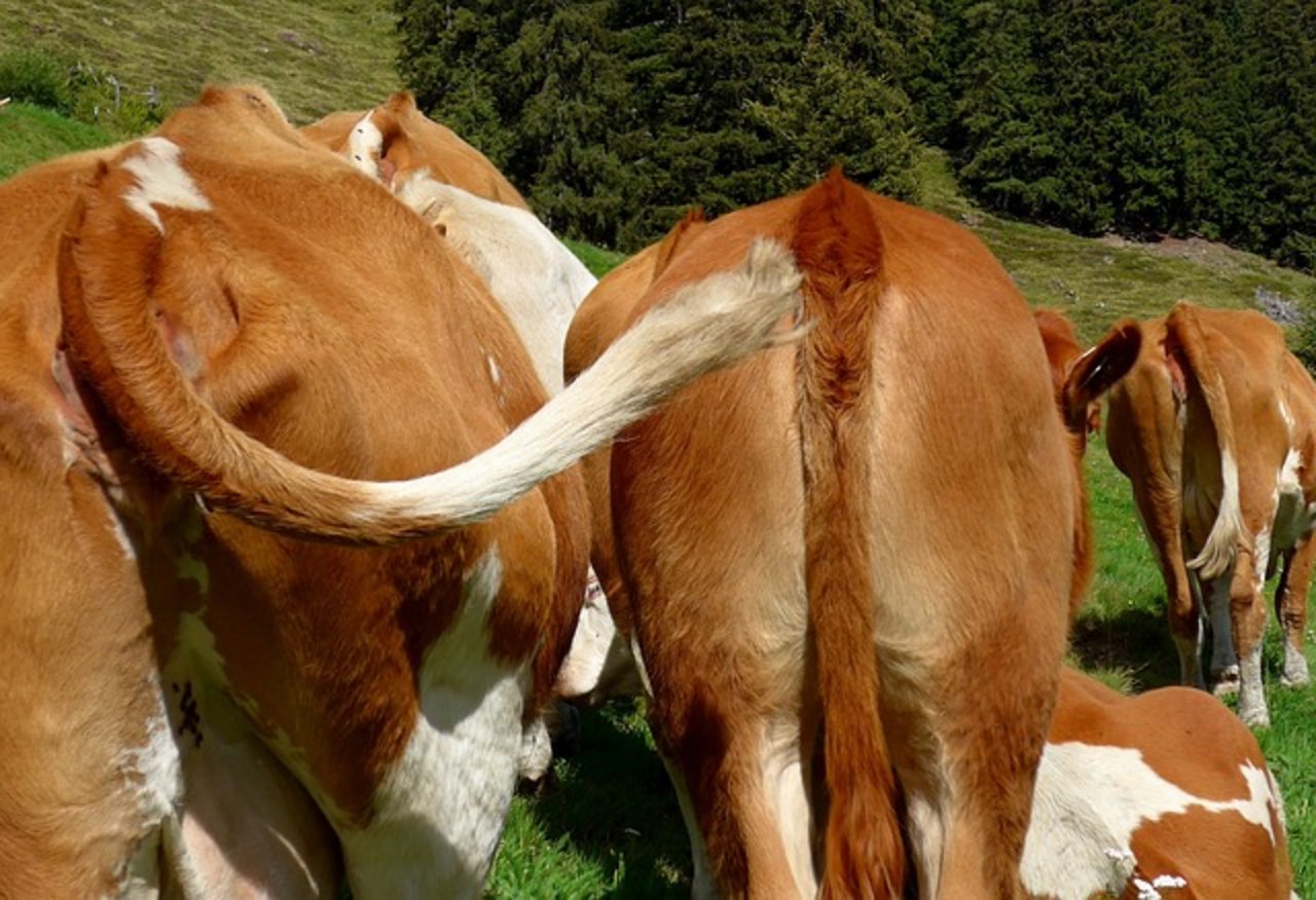 Ein grosser Teil der landwirtschaftlichen Treibhausgas-Emissionen stammen aus der Nutztierhaltung. In der Schweiz waren es 2016 beispielsweise 45 %. (Bild Pixabay)