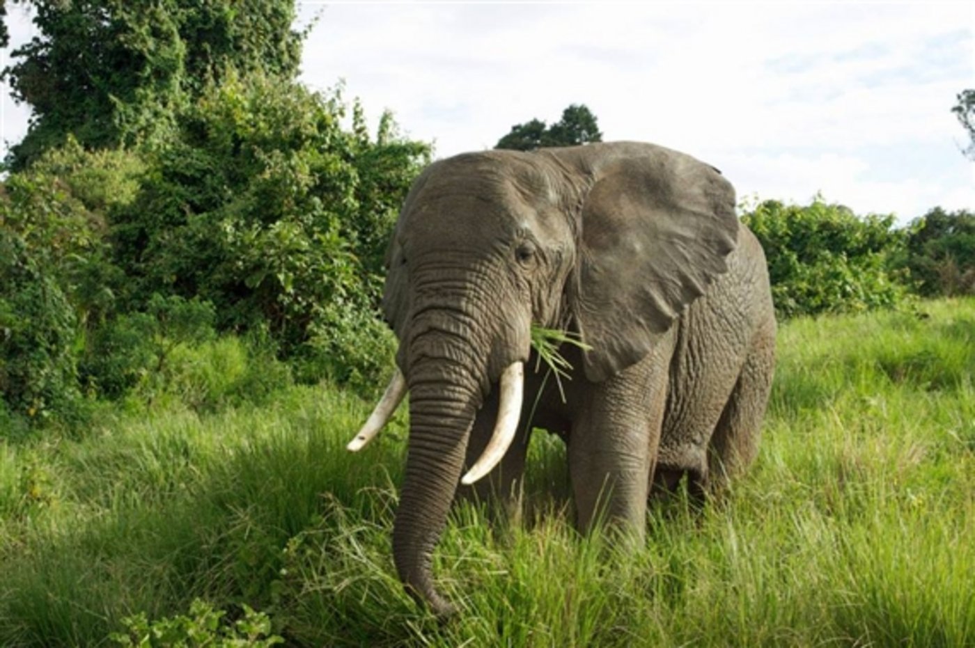Eine weitere Gefahr für die Elefanten geht von der Ausweitung menschlicher Lebensräume aus.  (Bild jw)