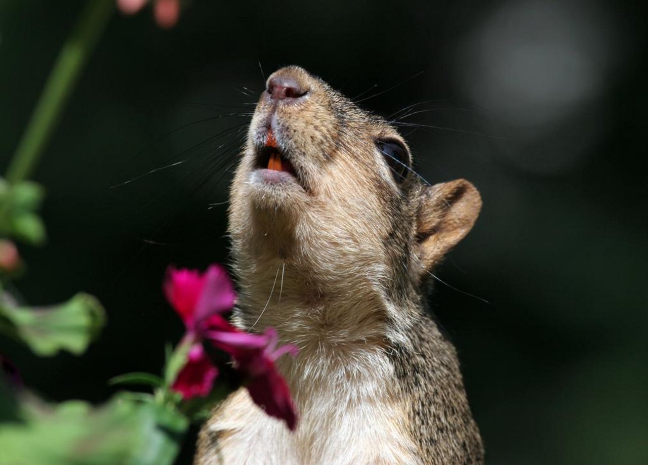 Fuchshörnchen (Sciurus niger): Das Nagetier ist im östlichen und zentralen Nordamerika heimisch. Negative Auswirkungen auf andere Hörnchen sind durch Konkurrenz um Ressourcen bekannt. (Symbolbild Flickr/Dawn Huczek)