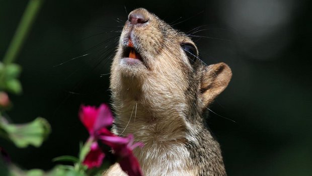 Fuchshörnchen (Sciurus niger): Das Nagetier ist im östlichen und zentralen Nordamerika heimisch. Negative Auswirkungen auf andere Hörnchen sind durch Konkurrenz um Ressourcen bekannt. (Symbolbild Flickr/Dawn Huczek)
