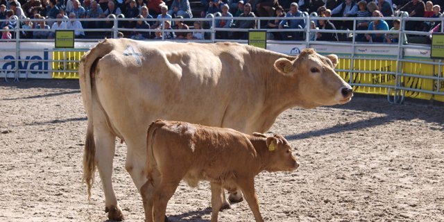 1)	Für Davina und ihr Kalb wurden 4500 Franken bezahlt. (Bilder Mario Tosato)