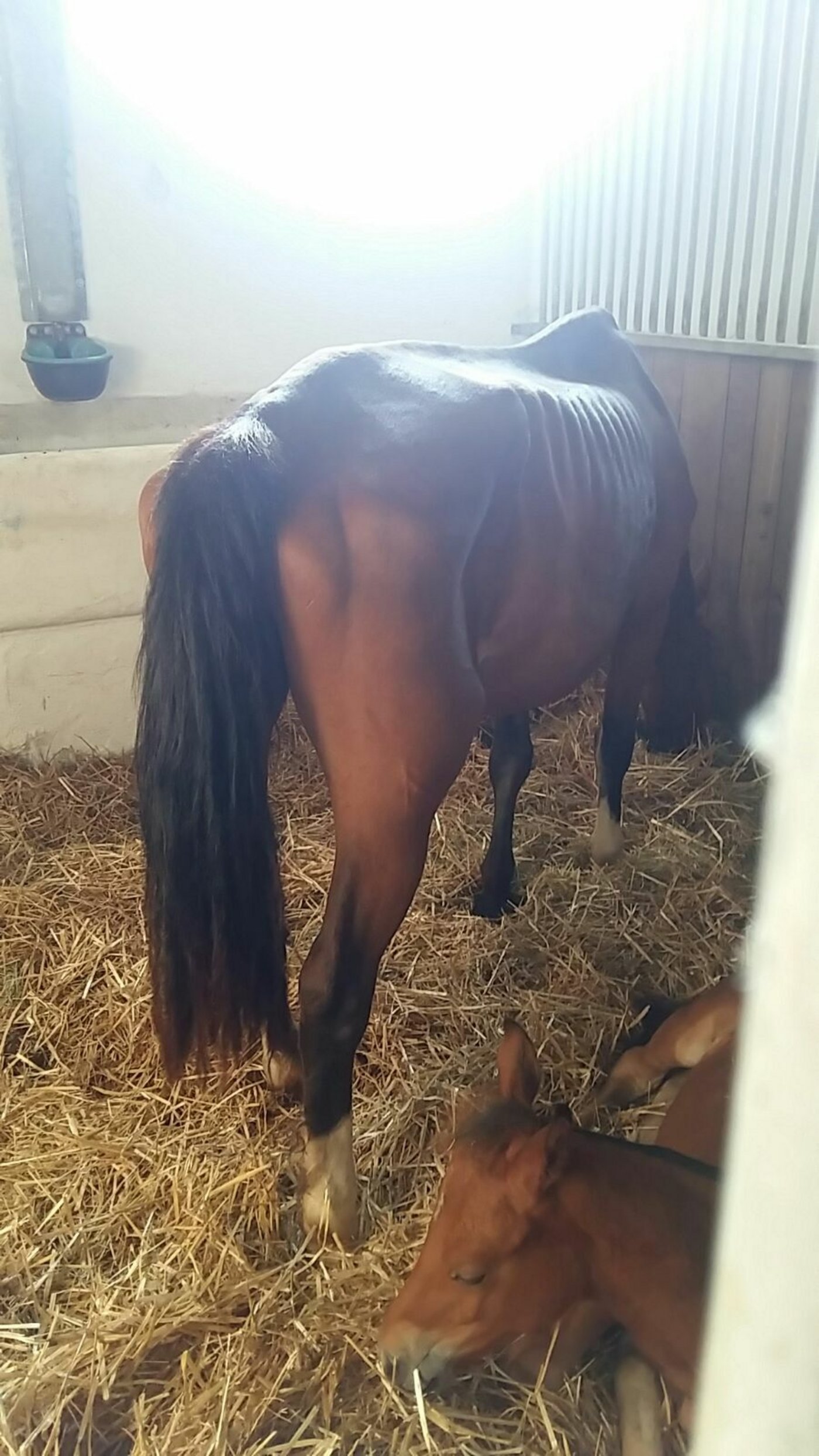 Die Zuchtstuten präsentieren sich mehrheitlich in sehr schlechtem Nährzustand.