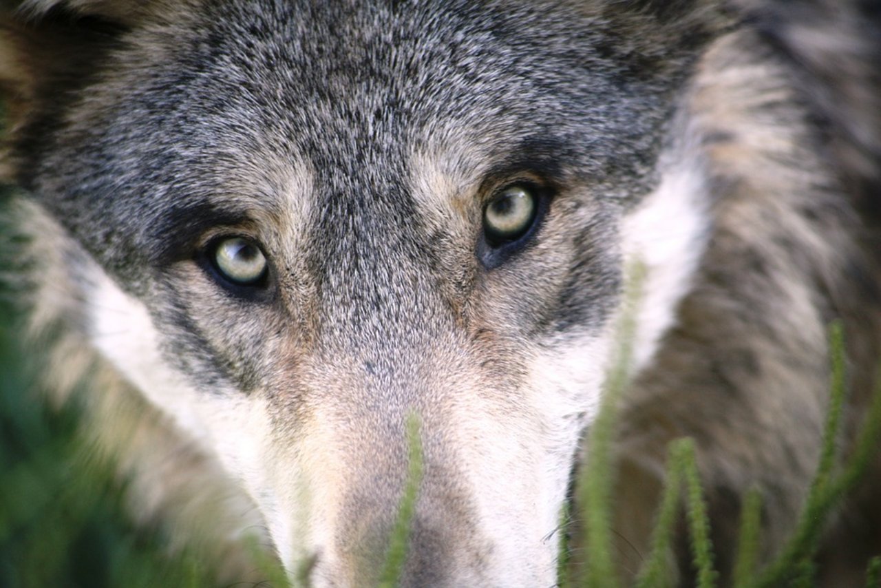 Es zeigte sich, dass die genetische Vielfalt der europäischen Wölfe vor einem Jahrhundert noch fast doppelt so gross war wie heute. Grund: Die Jagd auf das Tier. (Bild Pixabay)