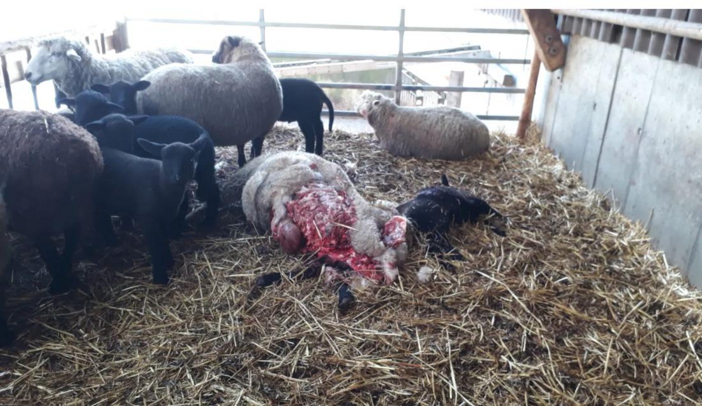 Der Wolf riess in Zuckenrief fünf Schafe. (Screenshot dieostschweiz.ch)