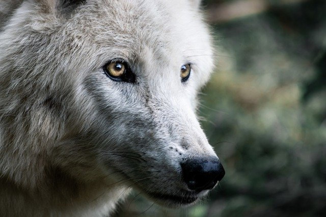 Das Rissbild vom Donnerstagmorgen zeigt hingegen deutliche Spuren eines Wolfsrisses. (Symbolbild Pixabay)