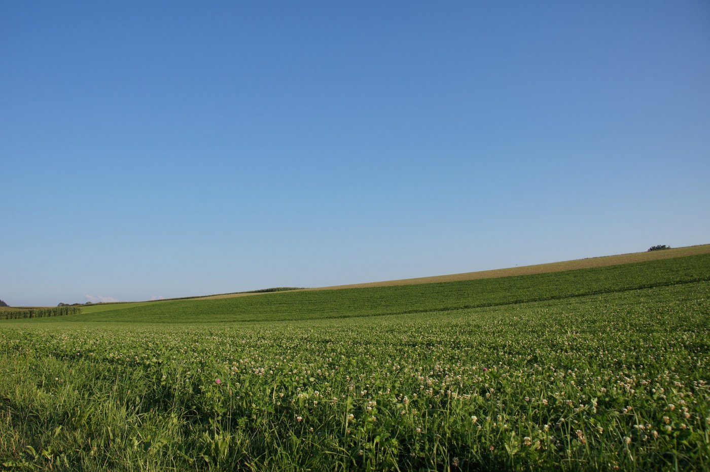 Unberührte Äcker werden rarer. (Bild ji) 