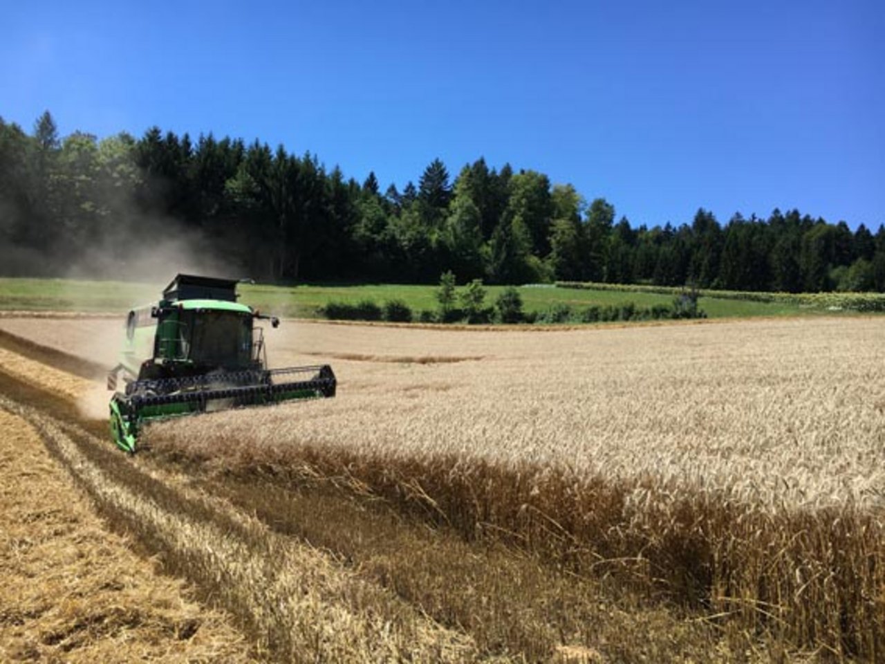 Der Anbau von Bio-Getreide hat im Aargau Potenzial. (Dominik Binder/landwirtschaft.ch)