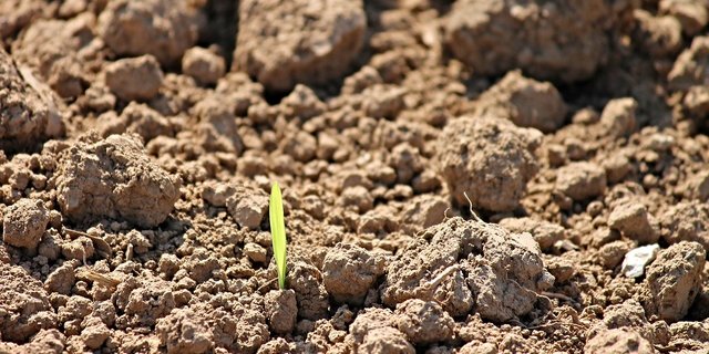 Mit der angedachten AP 22+ würde der Selbstversorgungsgrad sinken – inakzeptabel, heisst es beim Bauernverband. (Bild Pixabay)