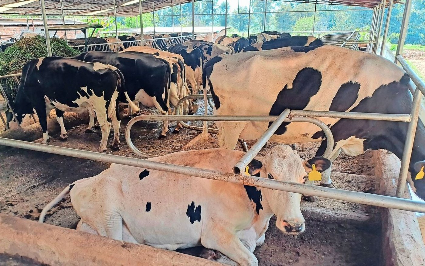 Wegen der starken Nachfrage etablieren sich auch Betriebe mit 20 bis 50 Kühen. Diese Betriebe kreuzen Holstein-Genetik ein. 