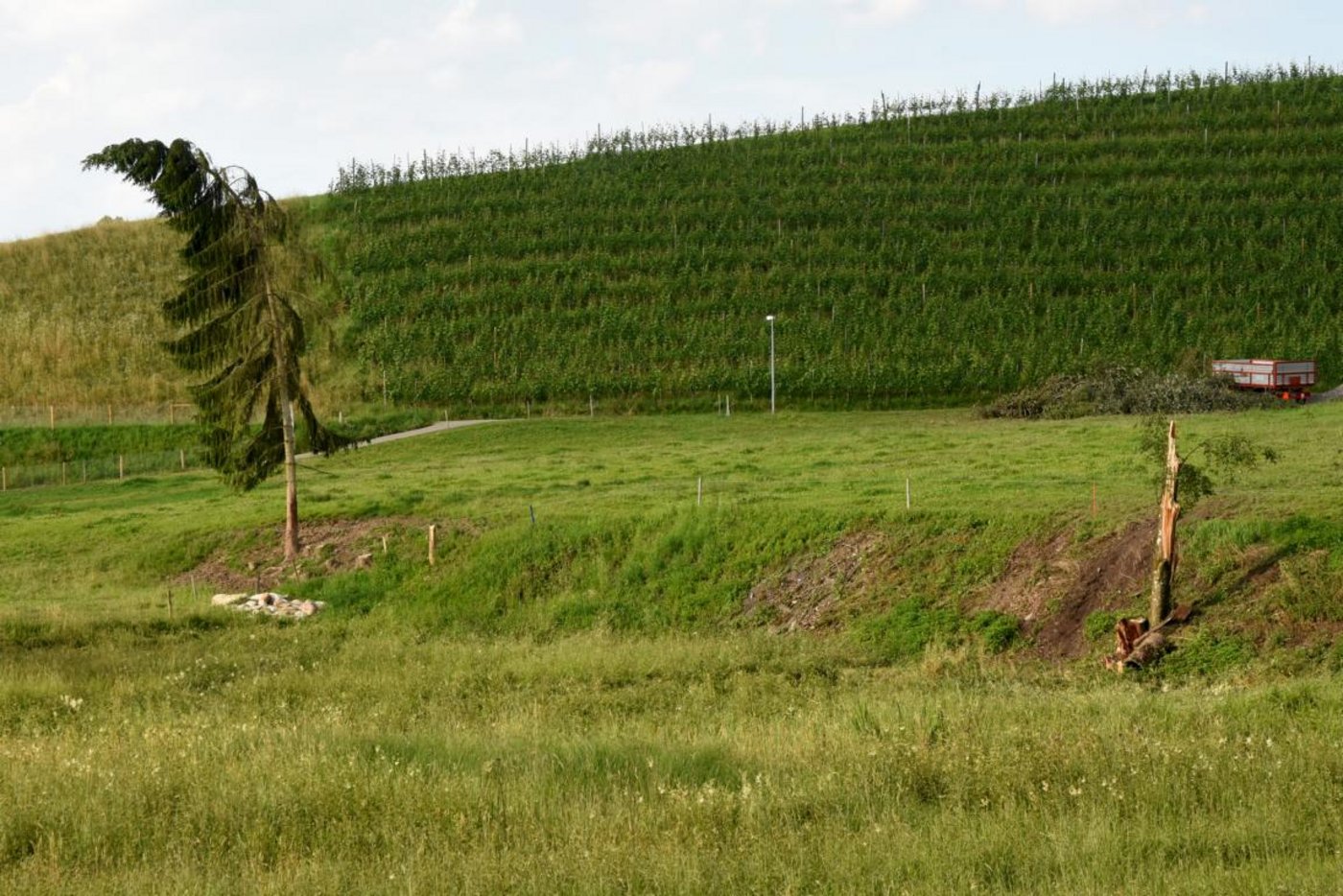 Rechts im Bild ist ein abgebrochener Baum sichtbar. Die Tanne links im Bild wurde vom starken Wind verkrümmt. Der Ort befindet sich neben dem Waldstück, wo die Bäume vom Sturm gefällt wurden.