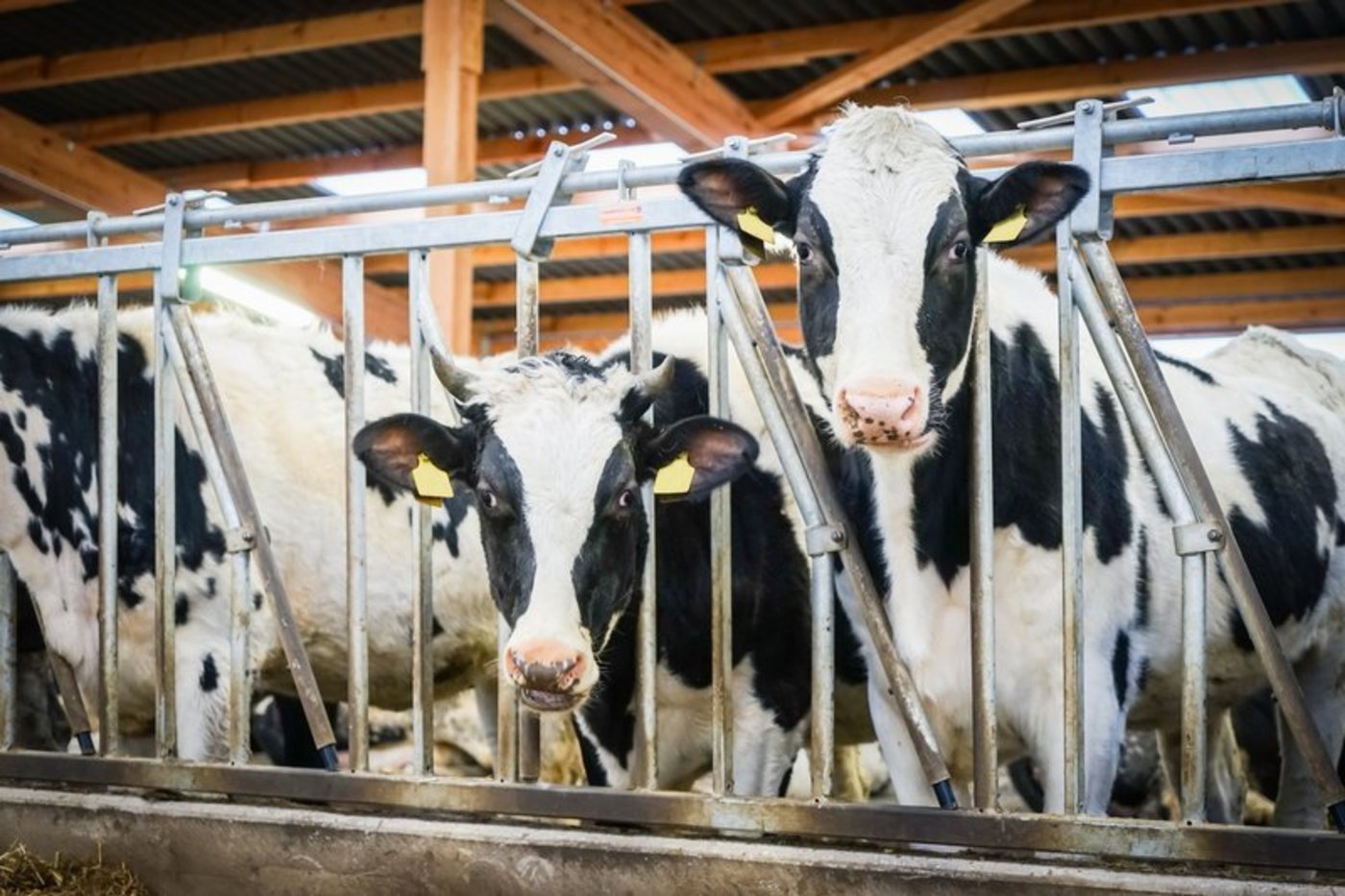 Im Sommer 2018 soll Tierhaltern eine erste Anwendung angeboten werden. (Bild Fotolia)