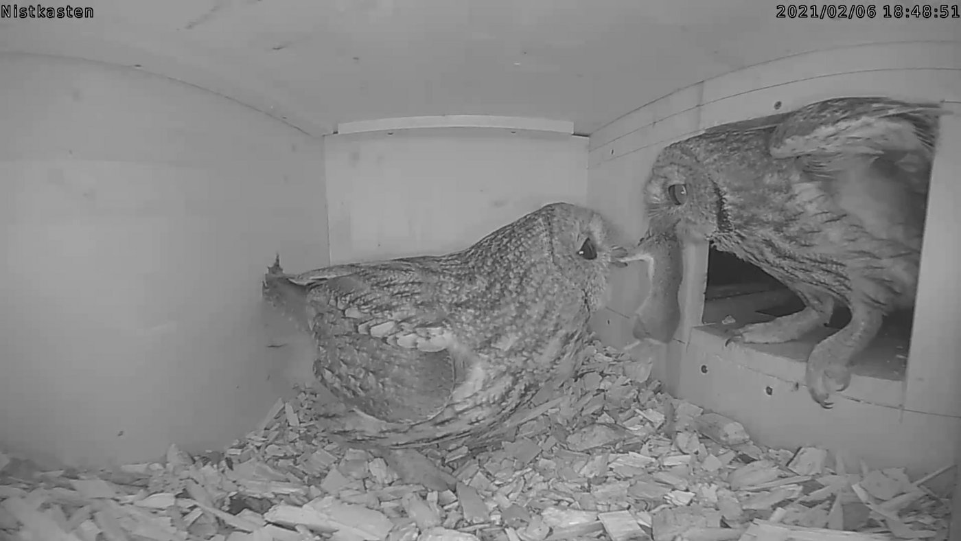 Eher selten sieht man beide Elternteile am Nest.