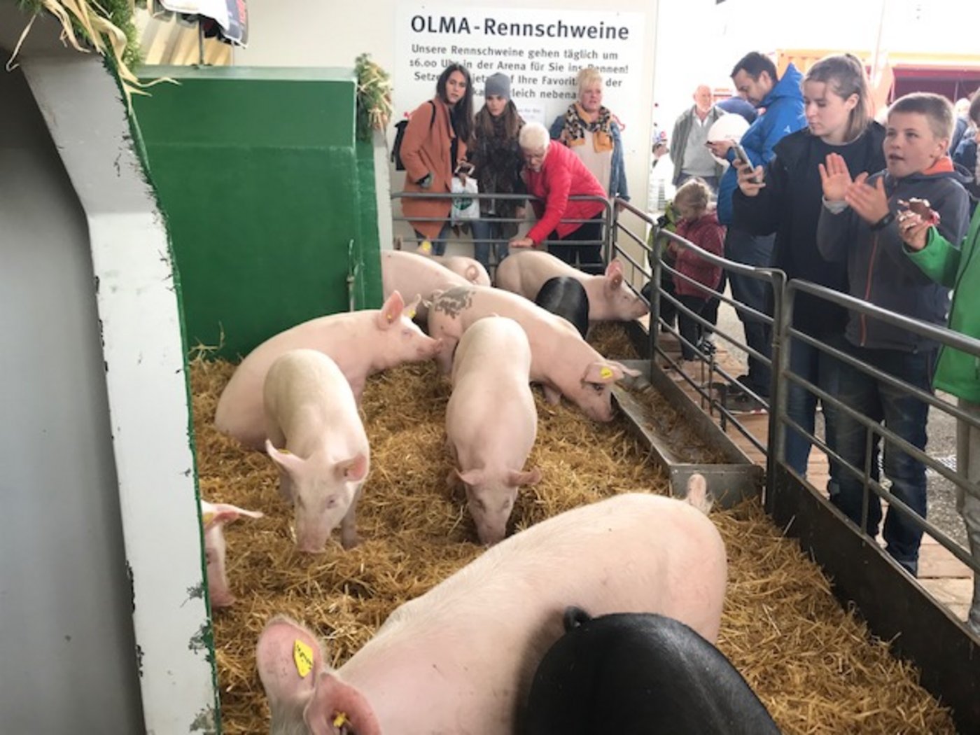 Wer hat das Zeug zum Sieg? Die "Athleten" des diesjährigen Schweinerennens an der Olma. (Bild akr)